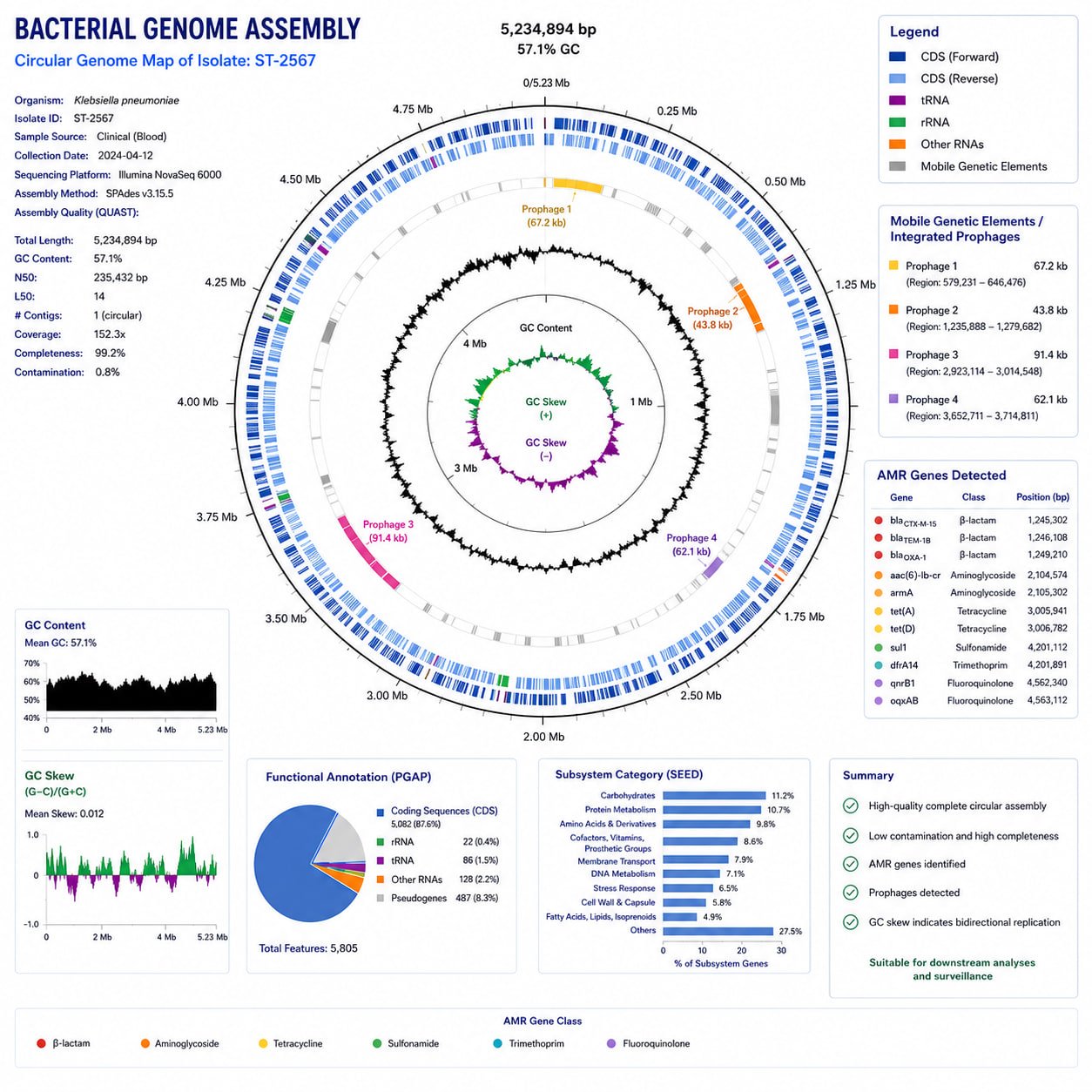 Decoding a Phage-Rich Klebsiella pneumoniae Genome Through WGS