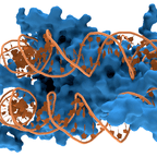 chip seq, DNA protein interaction